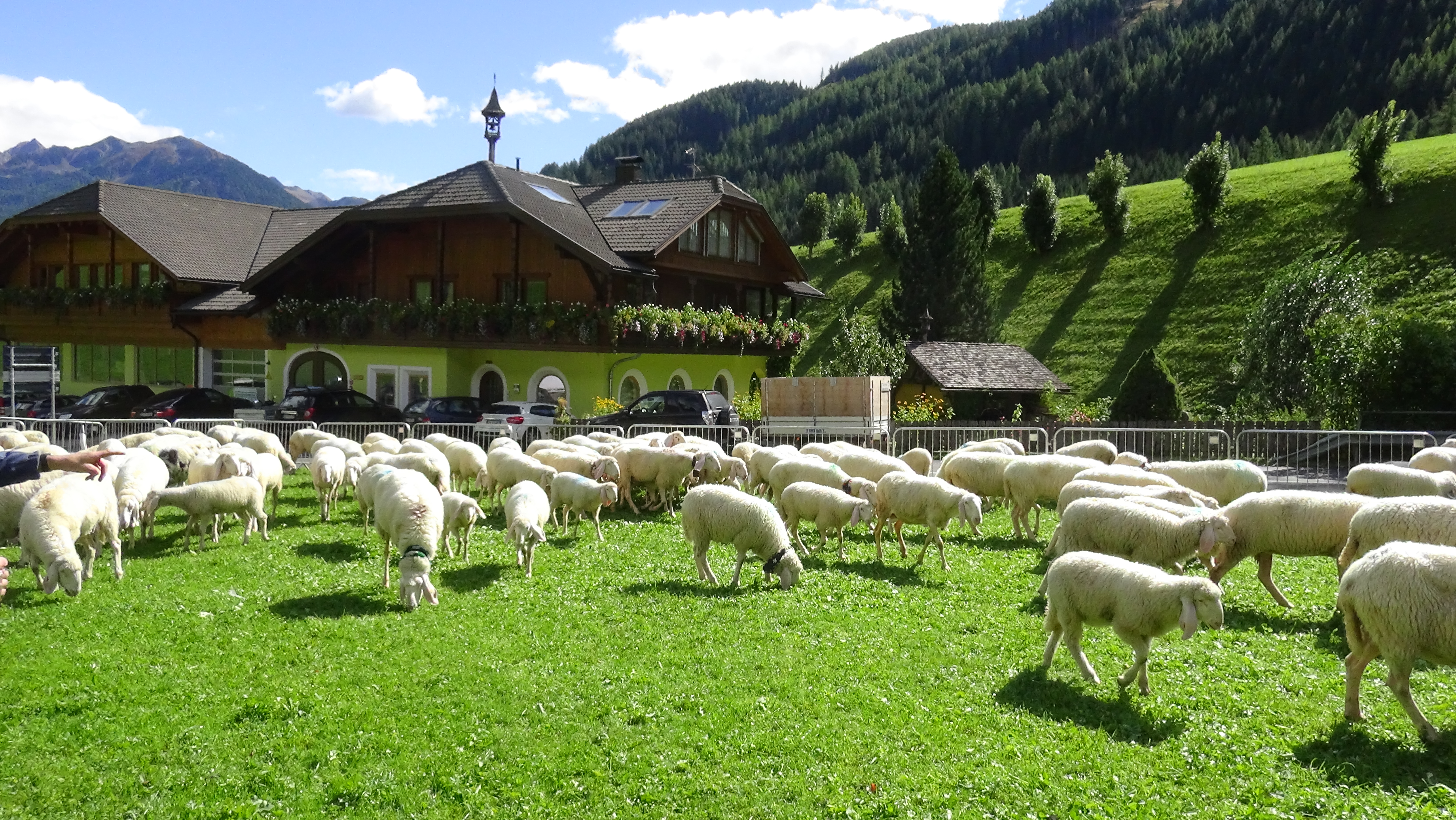 Der Schafabtrieb im September im Berghotel Alpenfrieden im Ahrntal.