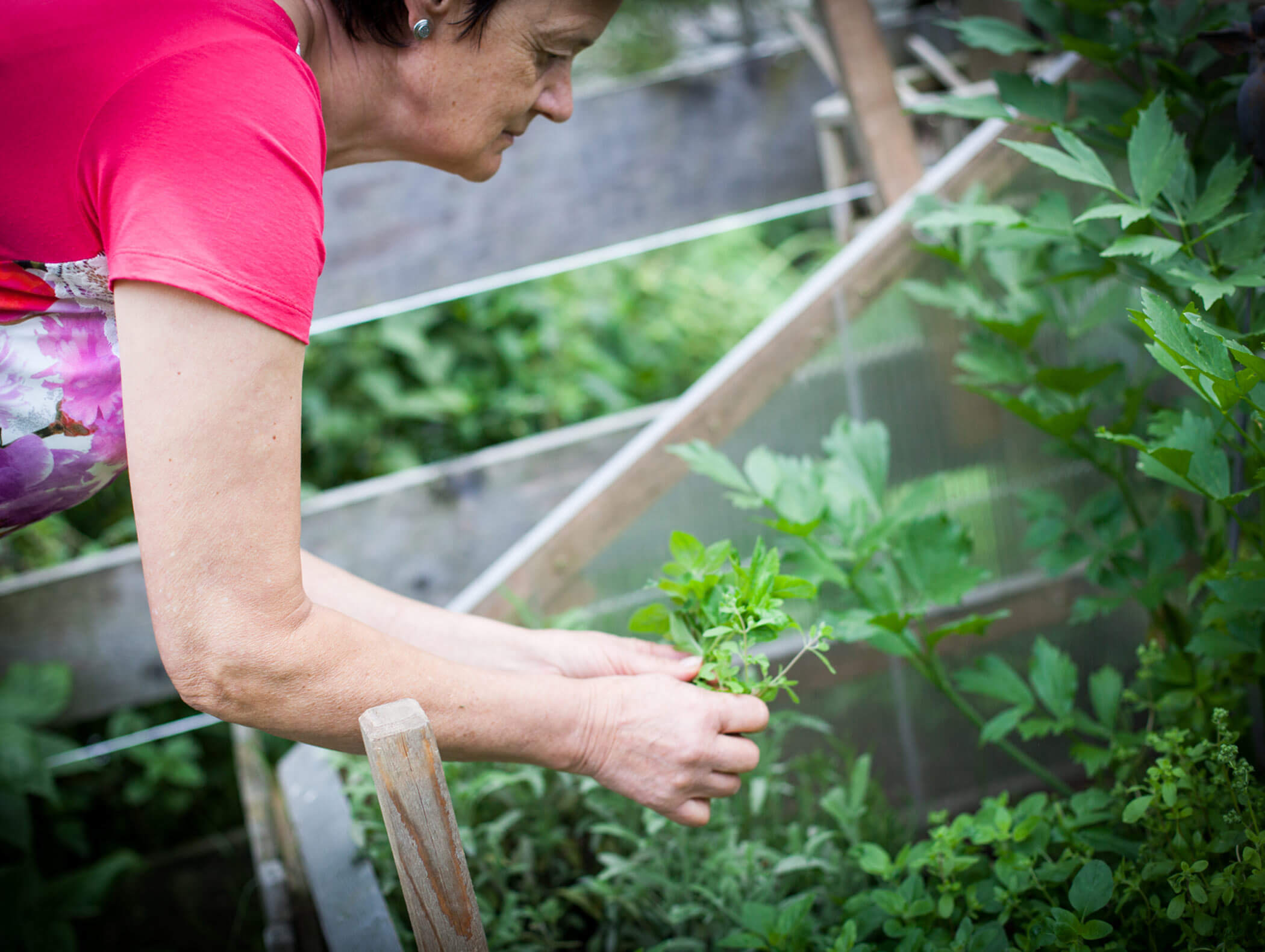 Donna che raccoglie erbe dal giardino - Berghotel Alpenfrieden