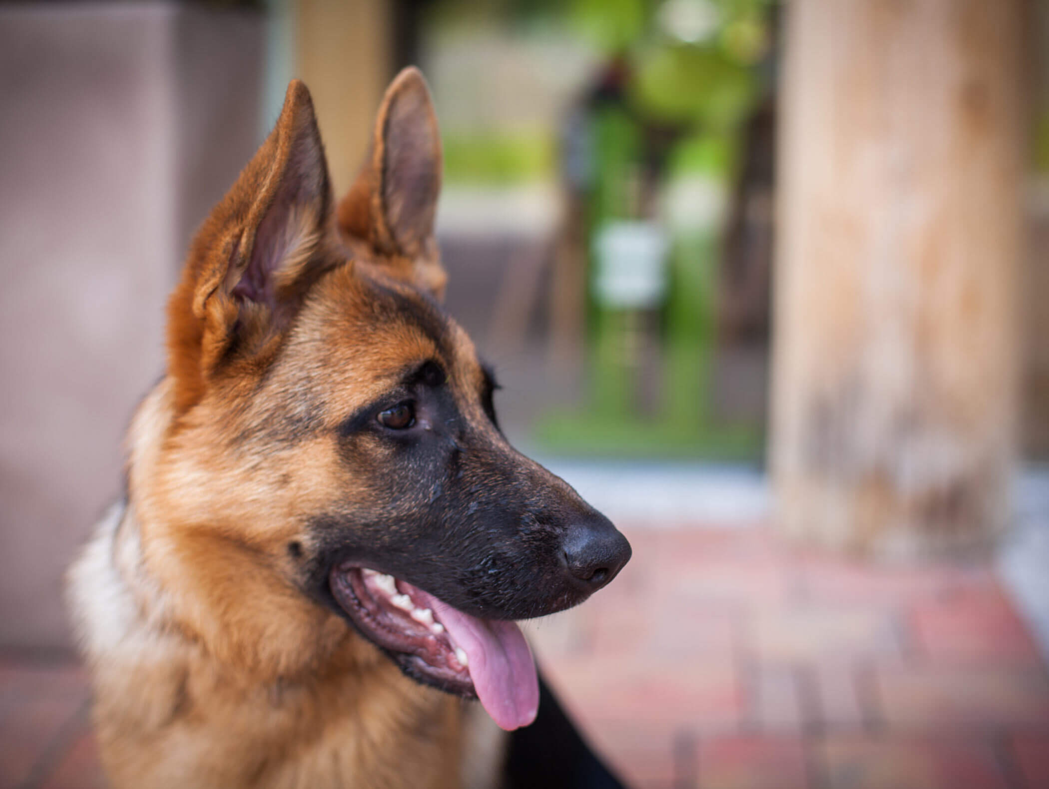 Cane da compagnia del Berghotel Alpenfrieden