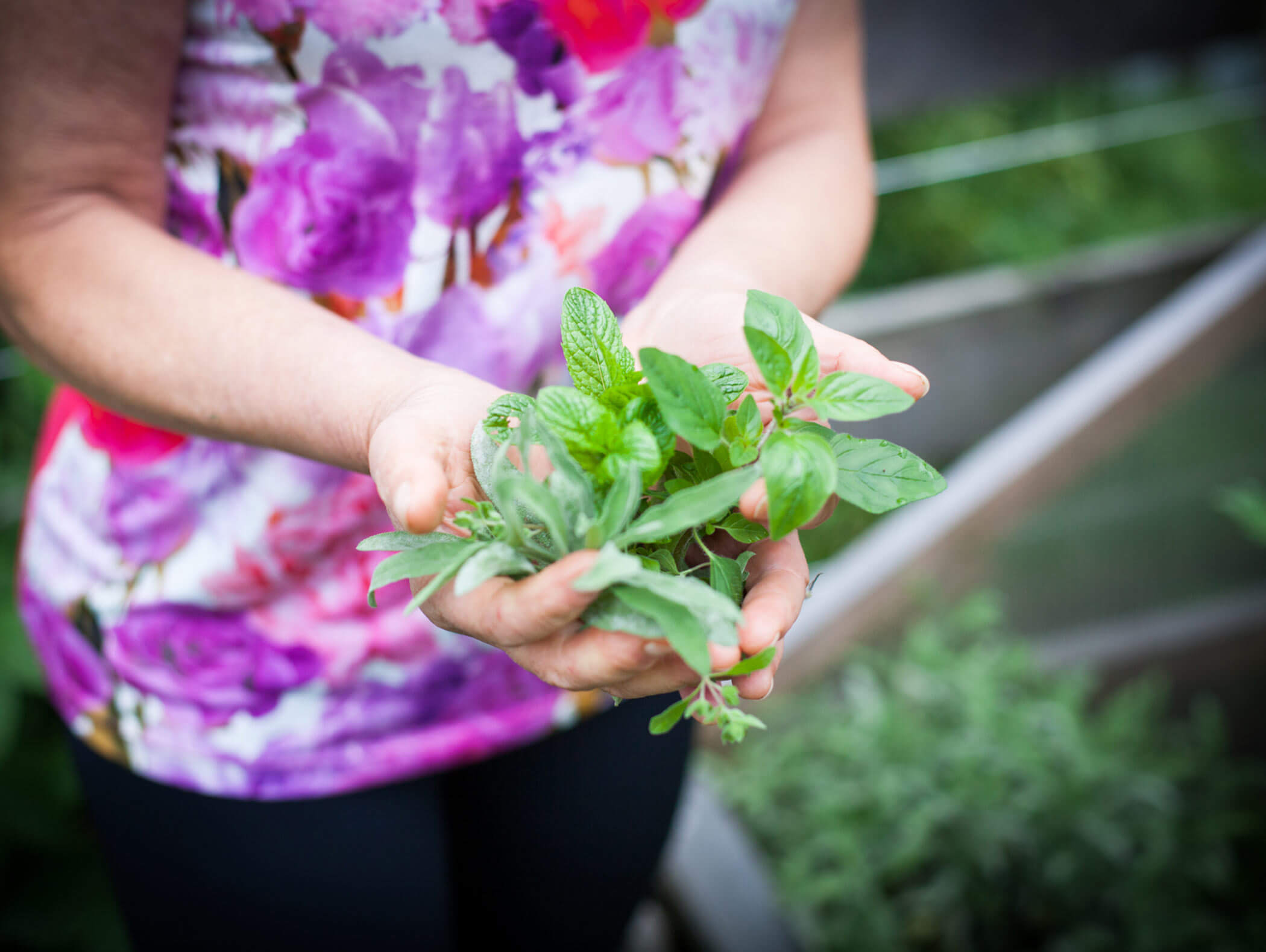 Donna con varie erbe in mano - Berghotel Alpenfrieden